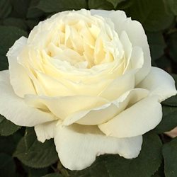 Роза Мейяна  'Жанн Моро' / Jeanne  Moreau, Meilland